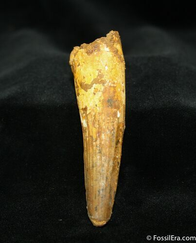 Large + Inch Spinosaurus Tooth #1306